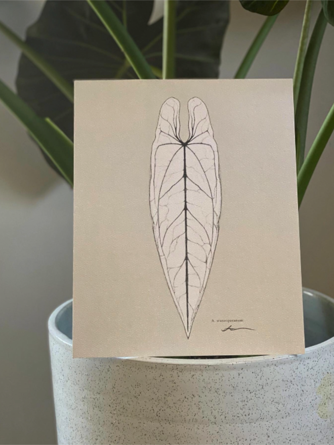'A. Warocqueanum' Digital Print