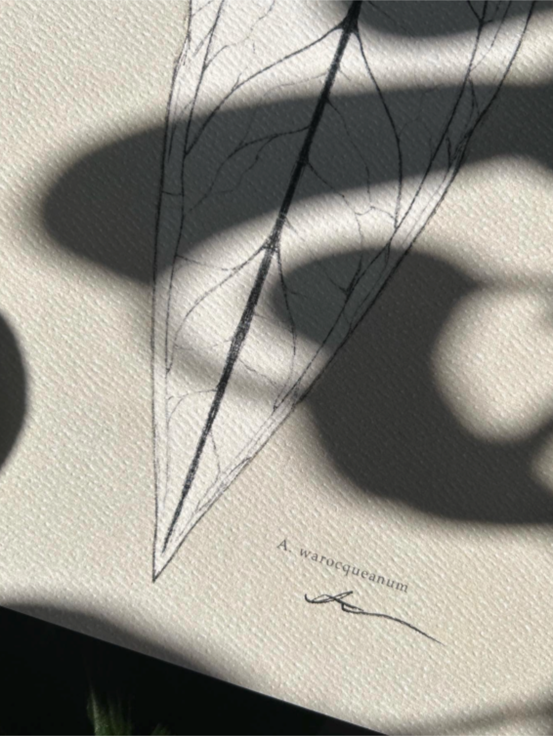 'A. Warocqueanum' Digital Print