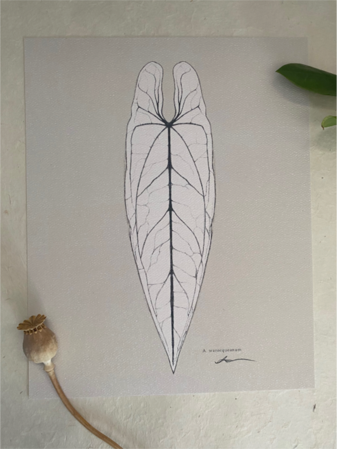 'A. Warocqueanum' Digital Print