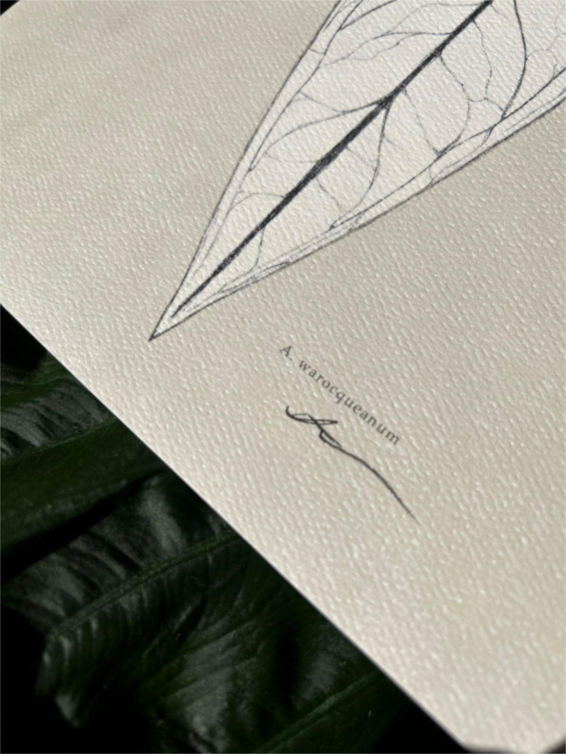 'A. Warocqueanum' Digital Print