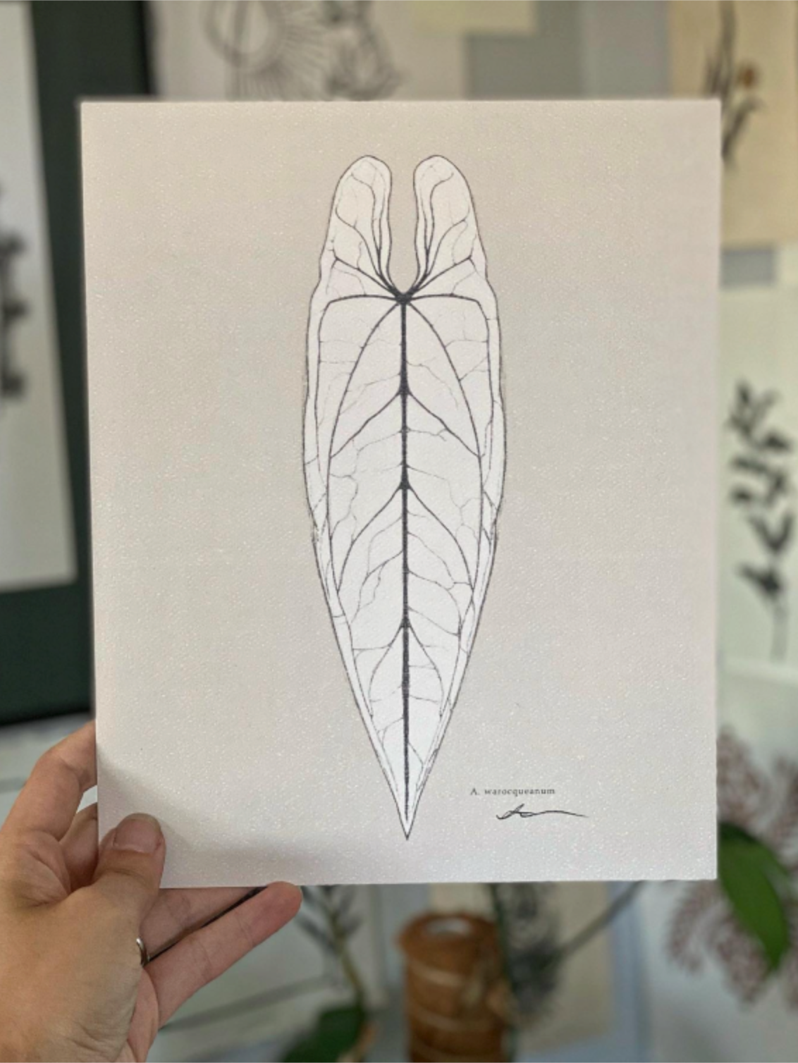 'A. Warocqueanum' Digital Print